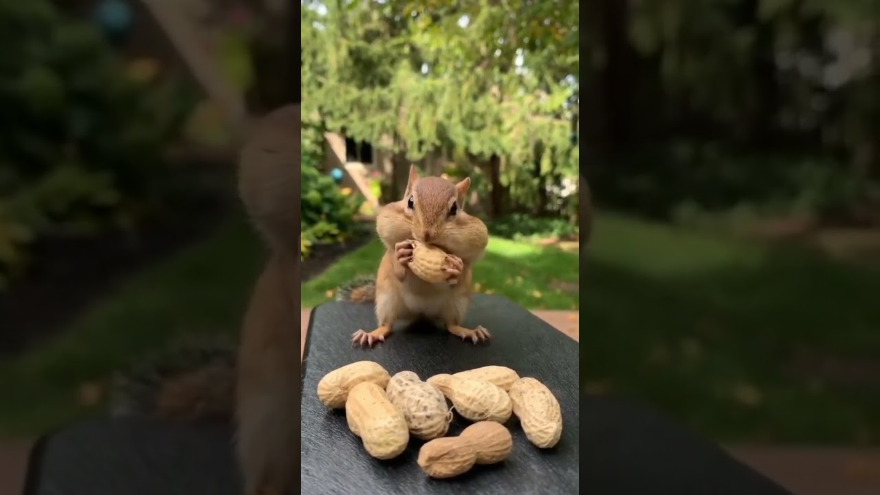 short video | Animal cute baby | Cutes Animals gifs | # 1