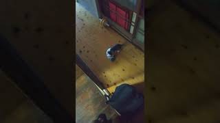 家の猫(猫喧嘩)猫名前大きい方が(ライ)小さい方が(ルイ)