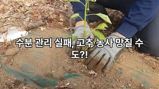 고추정식 37일째 - 물과 병의 관계 [이장집 에너지 농법]814.