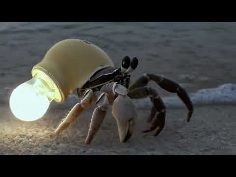 A hermit crab - OpenAI Sora AI Video Example With Prompt