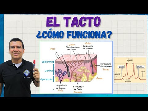 🎖️TOUCH or sense of touch. integumentary system. the skin, corpuscles