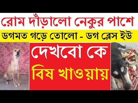 Rome Stand With Neku & Srilekha Mitra | Dog Bless You | TikTok Star Rome | Dog Video | Bhai Phota