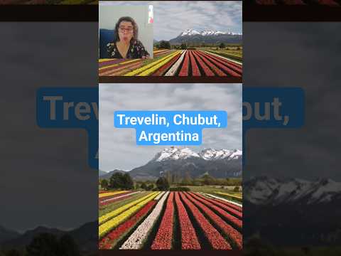 😲😲😲😲CAMPOS DE TULIPANES , Trevelin, Chubut, Argentina 🇦🇷