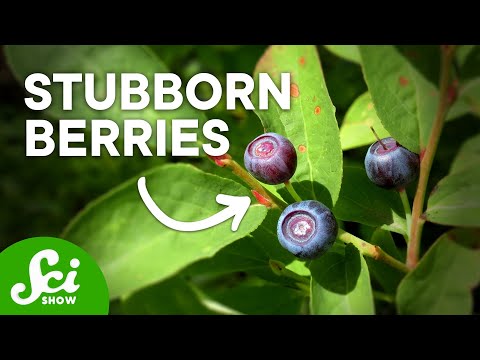 為什麼我們還不能種植這些食物？ (Why Can't We Farm These Foods Yet?)