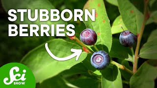 Why Can't We Farm These Foods Yet?