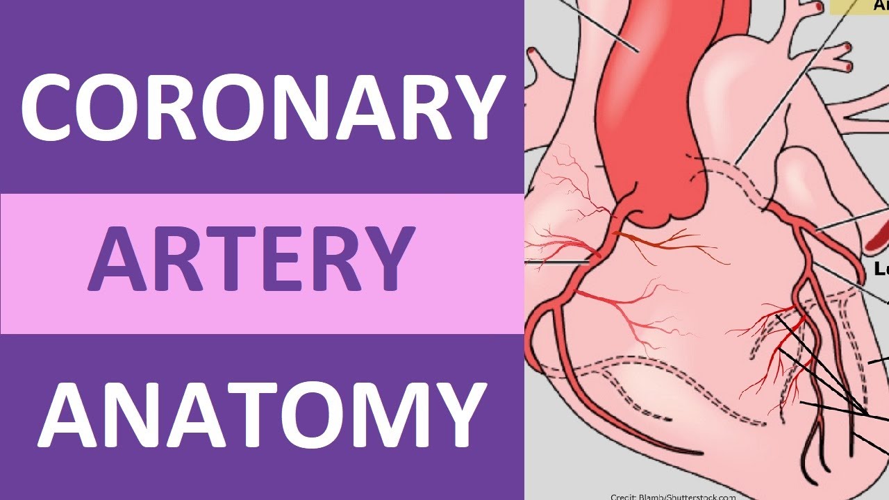 Coronary Artery Anatomy and Physiology, Blood Supply Nursing | Anatomy