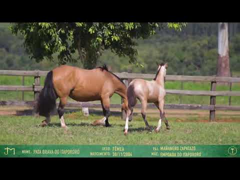 Pata Braba do Itapororó