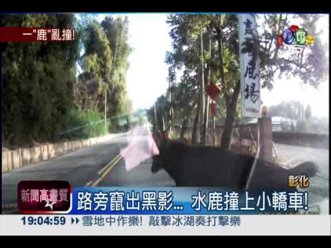 水鹿肇事逃逸! 撞了車就跑...
