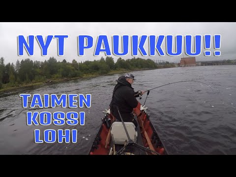 NYT PAUKKUU!! Taimen, kossi,lohi