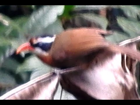 Šabľozob škraboškový (Pomatorhinus ferruginosus) — správanie, biotop a hlas