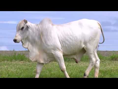 RUSTIDO DA STO.ANGELO