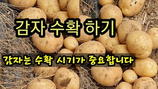 감자 수확 하기, 감자 수확 시기가 중요합니다