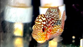 Siêu phẩm Kamfa f2 nhí