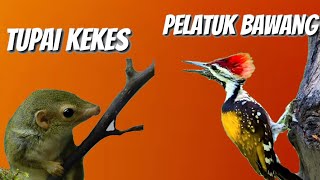 Download lagu KOMBINASI BURUNG PELATUK BAWANG-TUPAI KEKES MASTERAN JERNIH mp3