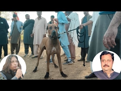 Champion bully dog raju | p.k insaf & gujjar group | top class bully dogs | sial daily vlog