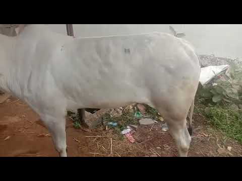 Beautiful hallikar milk teeth heifer from manganahalli yatish🙏🏾🔥🔥💯💙