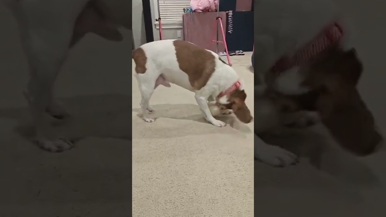 Enlarge Petey, a Adoptable Beagle in Worcester, MA video 6/6