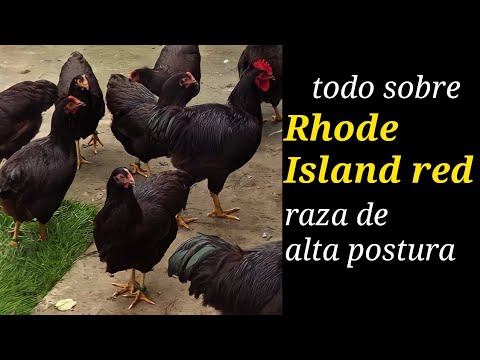 , title : 'Gallinas rhode island red y white. Caracteristicas, ventajas, desventajas y producción de huevos.'