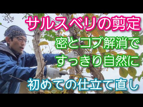 ラズベリーの茂みを剪定する時期と最善の方法は？ 2023 年の冬に実践すべきすべての正しい行動  庭園