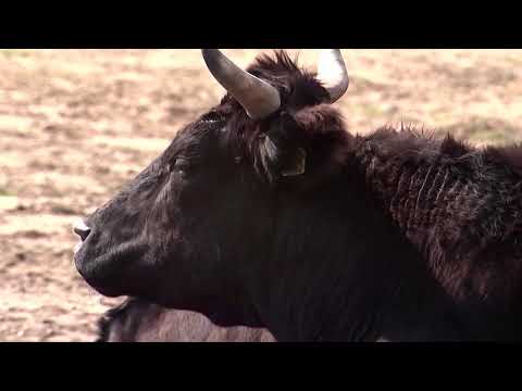 牧場主看守福島附近的輻照牛。 (Rancher guards irradiated cattle near Fukushima)