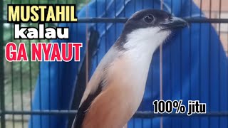 Download lagu Suara Cendet Gacor TOET TOET biangnya bikin cendet jenis apapun langsung nyaut emosi ikutan bunyi mp3