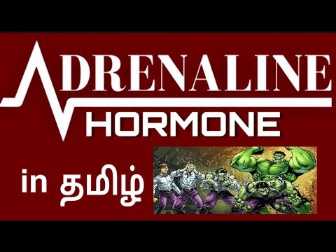 Adrenaline Hormone | Fight or Flight Hormone | Tamil | By Chandru