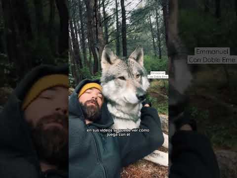 You should know this! 🥰🐺 #didyouknow #wolf #animals #shorts