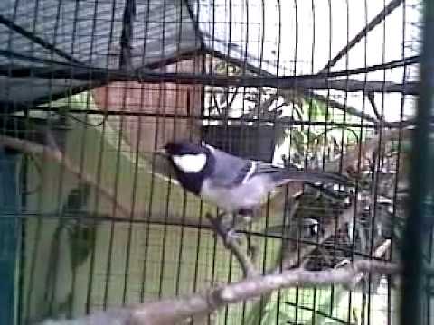 Kicauan Suara Burung Glatik Wingko/Batu ~ Gembala News