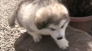 Alaskan Malamute puppy biting tree