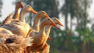 Hundreds of Ducks Clean Rice Paddy Fields In Mekong Delta #short