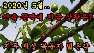 자두 매실 복분자 감나무 결실상황을 말씀드릴께요