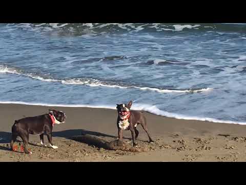 Dogs at Crissy Field Beach