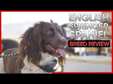 ENGLISH SPRINGER SPANIEL BREED REVIEW