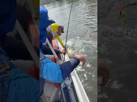 Primeira Cruz - MA #fishing #pescaria #pescaesportiva #pescador #music #agro