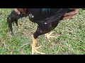 Ayam Bongkok Jenis Kobra Super Besar