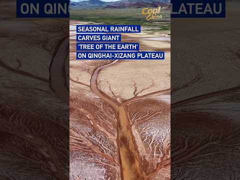 Seasonal rainfall carves giant 'tree of the earth' on Qinghai-Xizang Plateau #coolchina