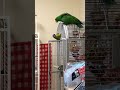Fighting Off Big Bird