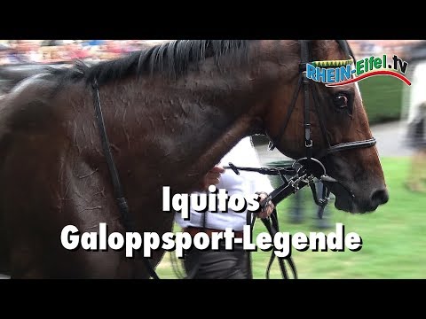 Iquitos | Galopper des Jahres | Rhein-Eifel.TV