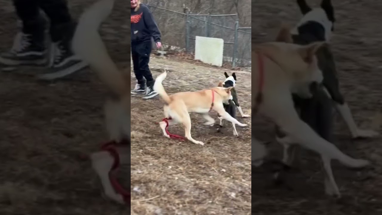 Enlarge Ducky, an adoptable Great Pyrenees in House Springs, MO video 4/4
