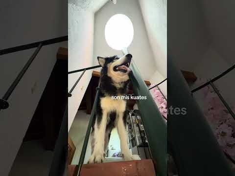 las aventuras de mia