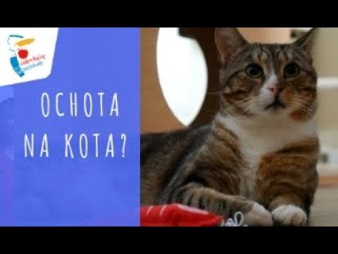 Ochota na kota - punkt informacyjny schroniska "Na Paluchu"