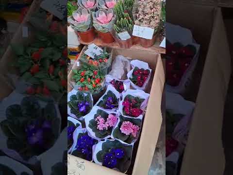 #AWESOME DIFFERENT KINDS OF #FLOWERS SO #BEAUTIFUL BY #Ness Blogs #FRESH & EXPENSIVE ...