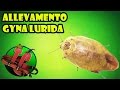 Allevamento Gyna lurida Blatta di porcel