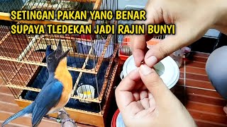 Download lagu Do you have a Tledekan that won't sing? Try this method to make your Tledekan sing more often. mp3 Download lagu Do you have a Tledekan that won't sing? Try this method to make your Tledekan sing more often. mp3