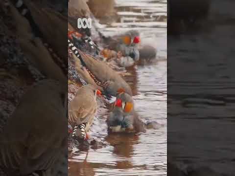 Wild zebra finches, Western Australia Nature Escapes ABC Australia