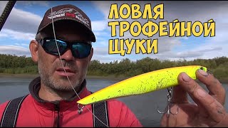 На что ловят крупную щуку