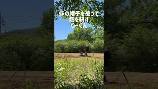 妹の帽子を被って畑を耕すりーくん