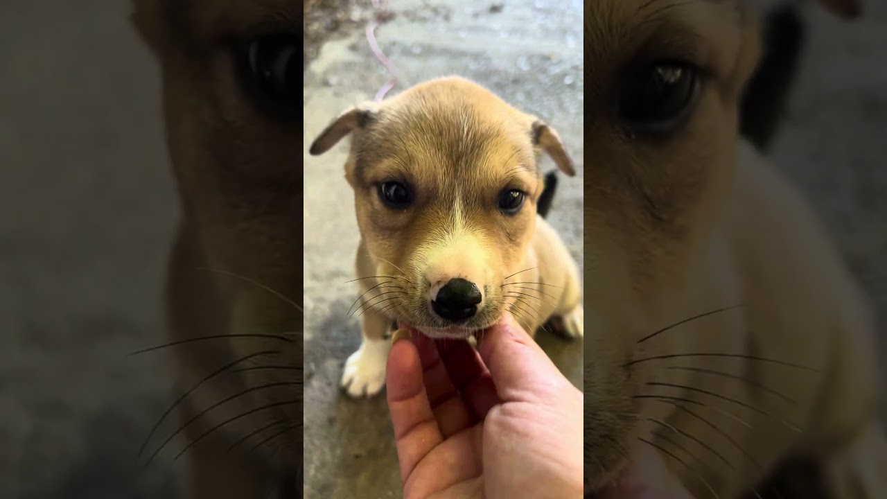 Enlarge Smore, a Adoptable mixed breed in Tigard, OR video 4/4