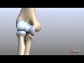 Elbow Anatomy Animated Tutorial