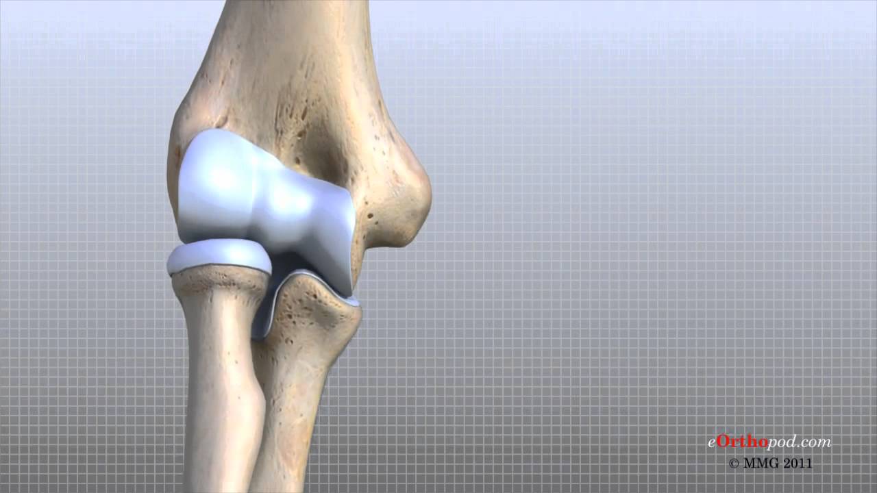 Is elbow distal to your shoulder?
